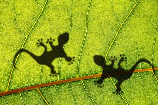 green jungle leaf with gecko shadow showing rainforest or nature concept