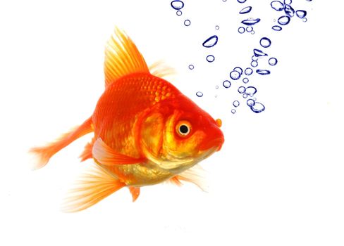 goldfish in water with bubbles showing animal concept