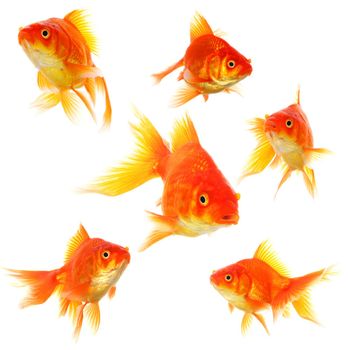 collection of goldfish isolated on white showing nature or eco concept