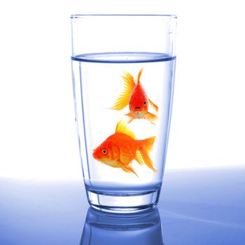 goldfish in cocktail drink glass and water showing bar flee free or jail concept