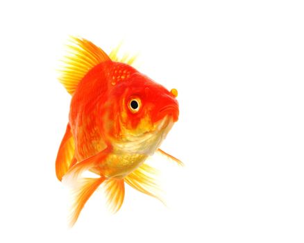 high quality image of goldfish swimming isolated on white background