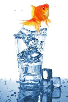 goldfish in glass of water showing challenge or creativity concept