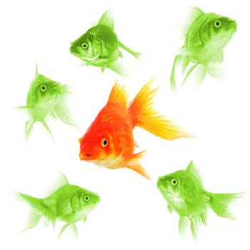 goldfish showing leader individuality success or motivation concept