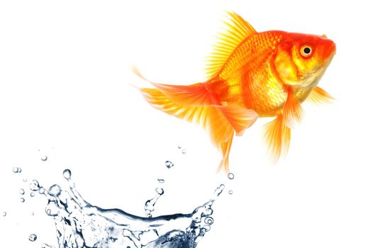 goldfish jumping with water splash isolated on white background