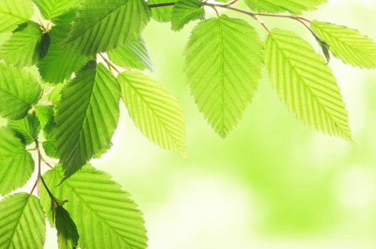 summer or spring nature concept with green leaves and bokeh