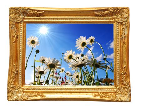 flower or summer concept with image frame isolated on white background