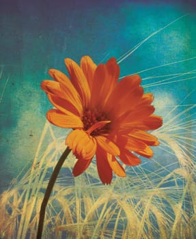 An orange flower set over golden wheat with a grunge style effect set on a portrait format.