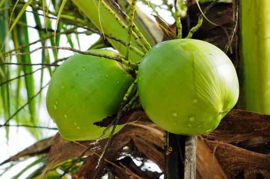 coconut