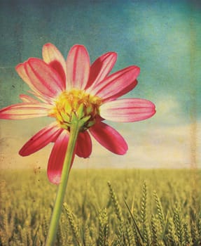 A pink dasiy flower head and stem set over a green wheat background with a grunge style effect applied, set on a portrait format.