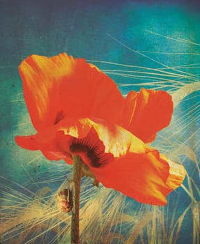 A red poppy head and stem set over a golden wheat background, with a snail crawling up the stem of the poppie, all with a grunge style effect applied, set on a portrait format. 