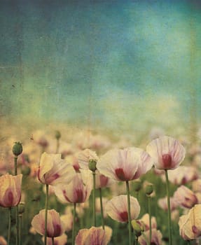 Purple poppies set over a grunge style applied background effect, set on a portrait format.