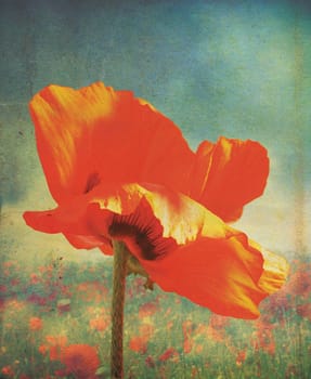 An isolated red poppy head and stem, with a grunge style effect applied over a poppie field and set on a portrait format.