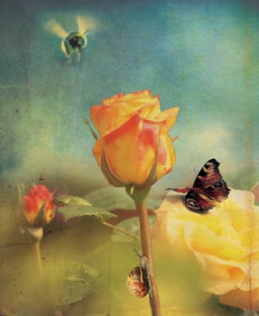 An isolated orange rose flower head and stem set over a soft focus garden background with a grunge style effect applied, set on a portrait format.
A bee hovers above the rose, a red admiral butterfly rests on some rose petals, and a snail climbs up the stem of the rose.