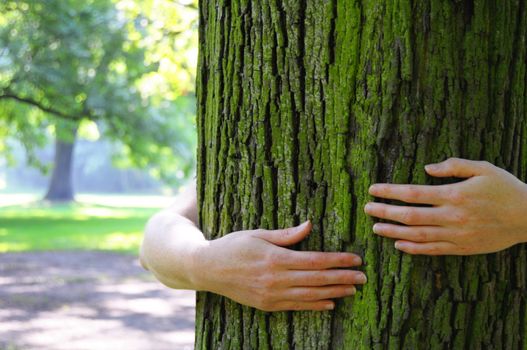 embracing a tree with hands shwing nature ecoecology or environmental concept