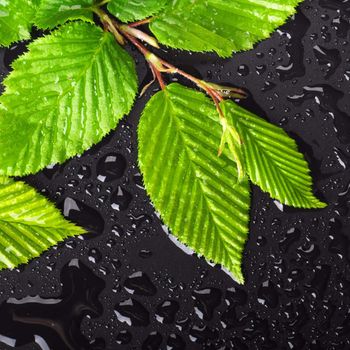 leaf on wet black background with water drops showing summer or rain concept