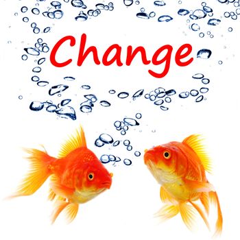 change ahead or future concept with word and goldfish
