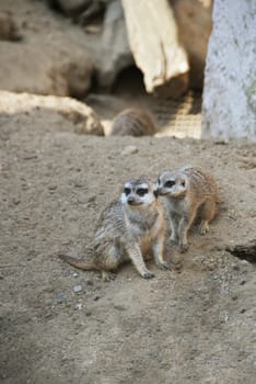 Two meerkats on grey background