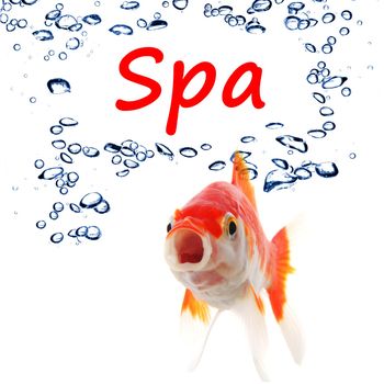 spa concept with goldfish and water bubbles on white background