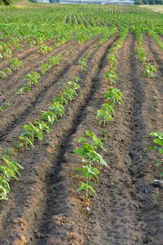 Agricultural field with emerging plants