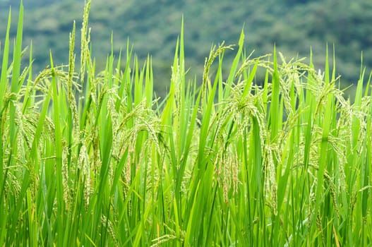 Green rice field in Thailand