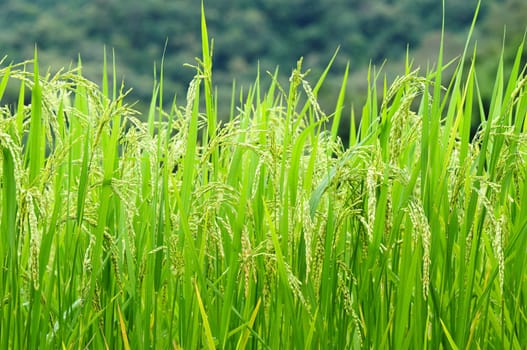 Green rice field in Thailand