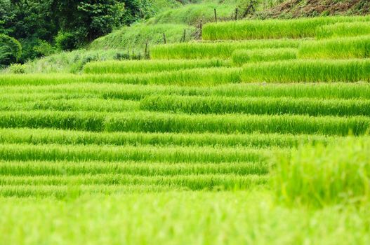 Green rice field in Thailand