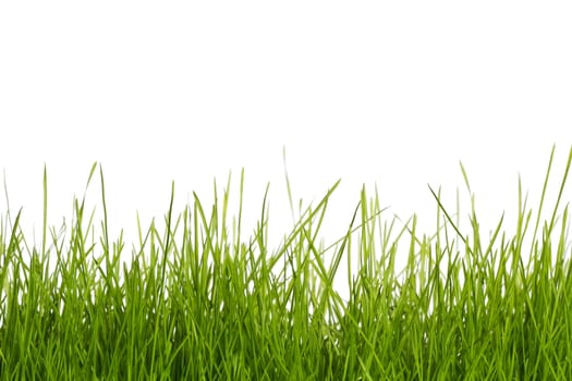 grass with white background