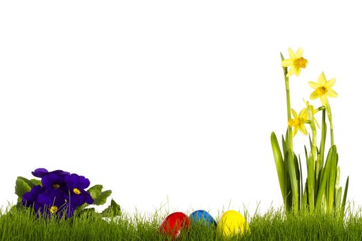 three easter eggs with purple primula and daffodil on white background