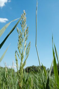 Green plant in the wild, blue sky