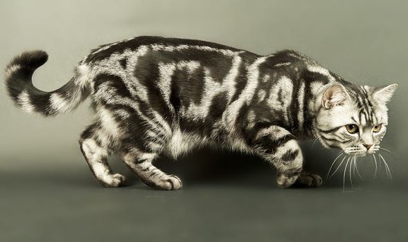 A marble british cat secretly sneaking over a grey background