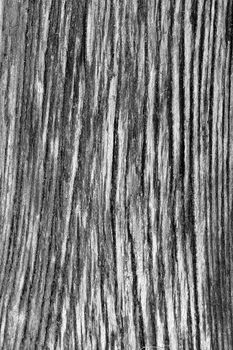 Rough wood texture in black and white