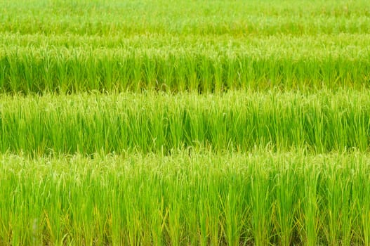 Green rice field in Thailand