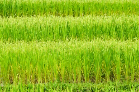 Green rice field in Thailand