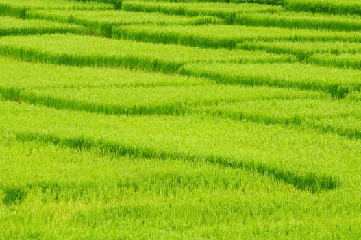 Green rice field in Thailand