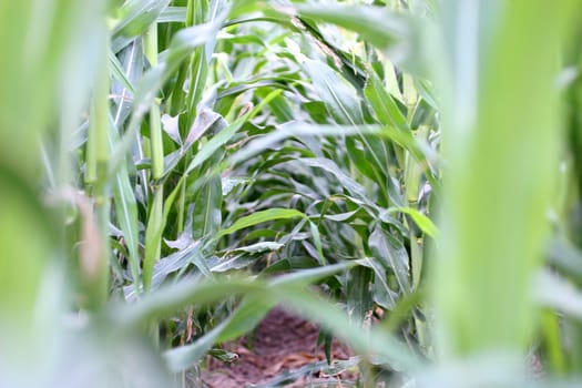 Looking down a row of corn