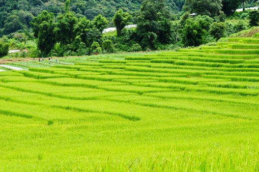Green rice field in Thailand