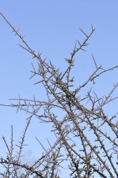 Very iced little branchs with a blue sky in background