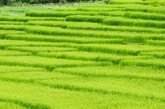 Green rice field in Thailand