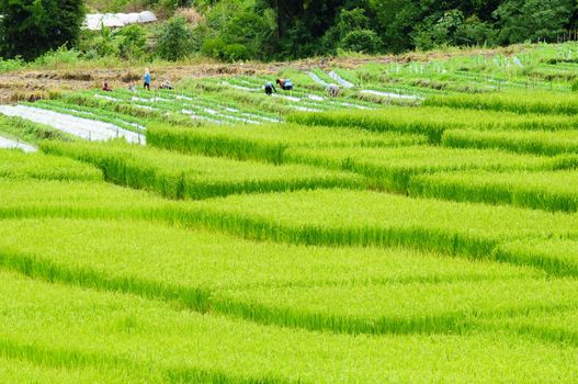 Green rice field in Thailand
