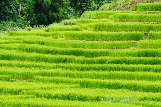 Green rice field in Thailand