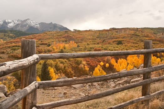 Aspens on fire at Red Mountain, Ouray, Colorado