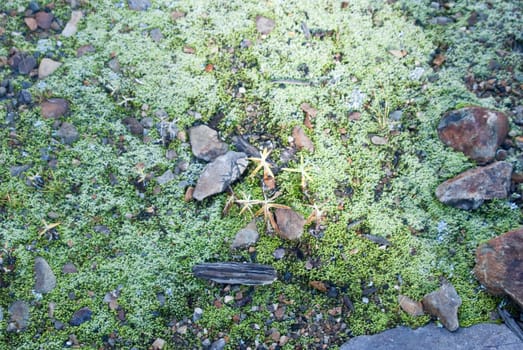 Soft green moss covers the forest floor of Colorado's Red Mountain