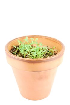 young parsley plant on a terra cotta pot isolated on white background