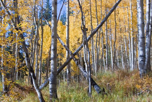 Crossed aspen trees on mountainside Colorado in Autumn