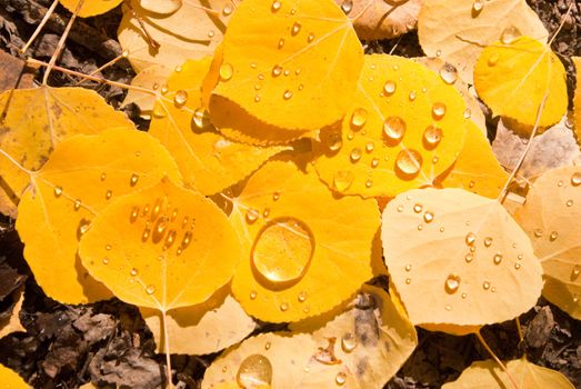 Morning dew on aspen leaves during Autumn Colorado