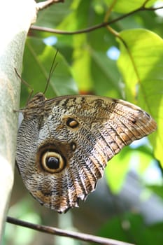 Owl butterfly, Caligo eurilochus, sitting on a tree