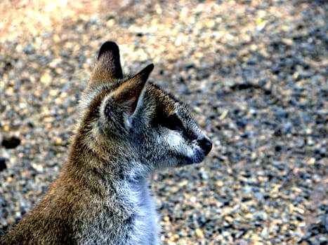 Photo presents wallaby - kind of kangaroo.