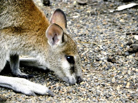 Wallaby - kind of kangaroo. Photo present part of animal.