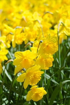 Yellow daffodils in flower field blooming in spring