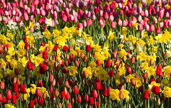 Spring flowers in garden, blooming in red, yellow and white